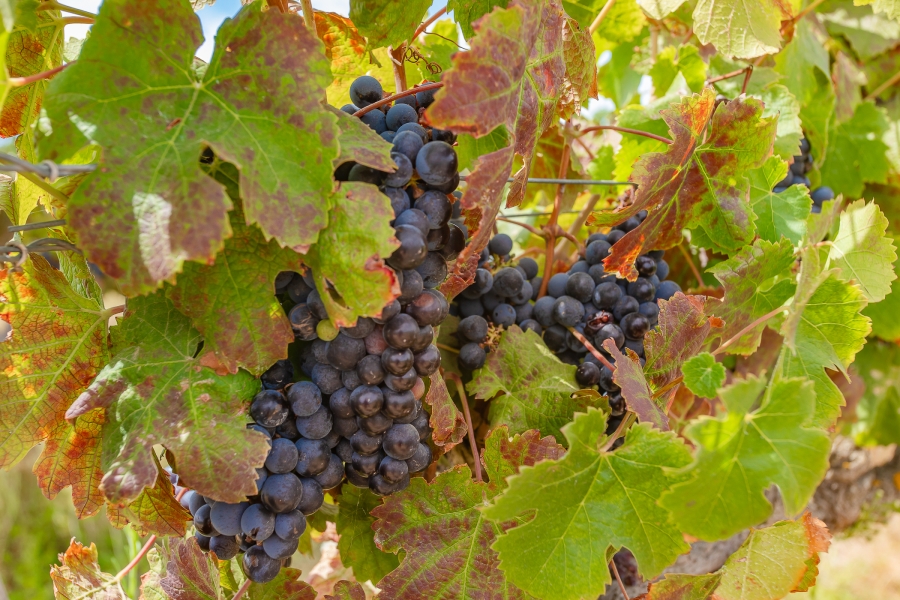 6 Bedroom Property for Sale in Lyndoch Western Cape